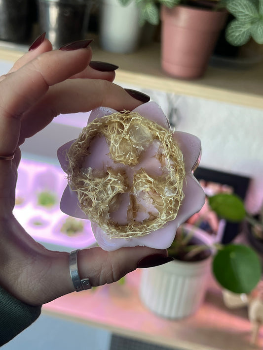 Homegrown Loofah Bars